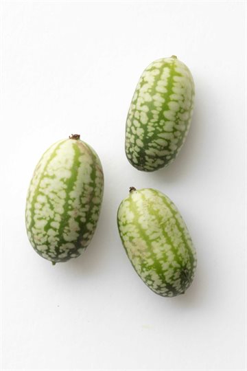 Mexikansk agurk FRØ, Copenhagen Seeds